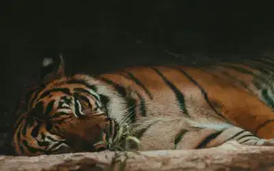 Corporate Criminal Offence – a sleeping tiger?